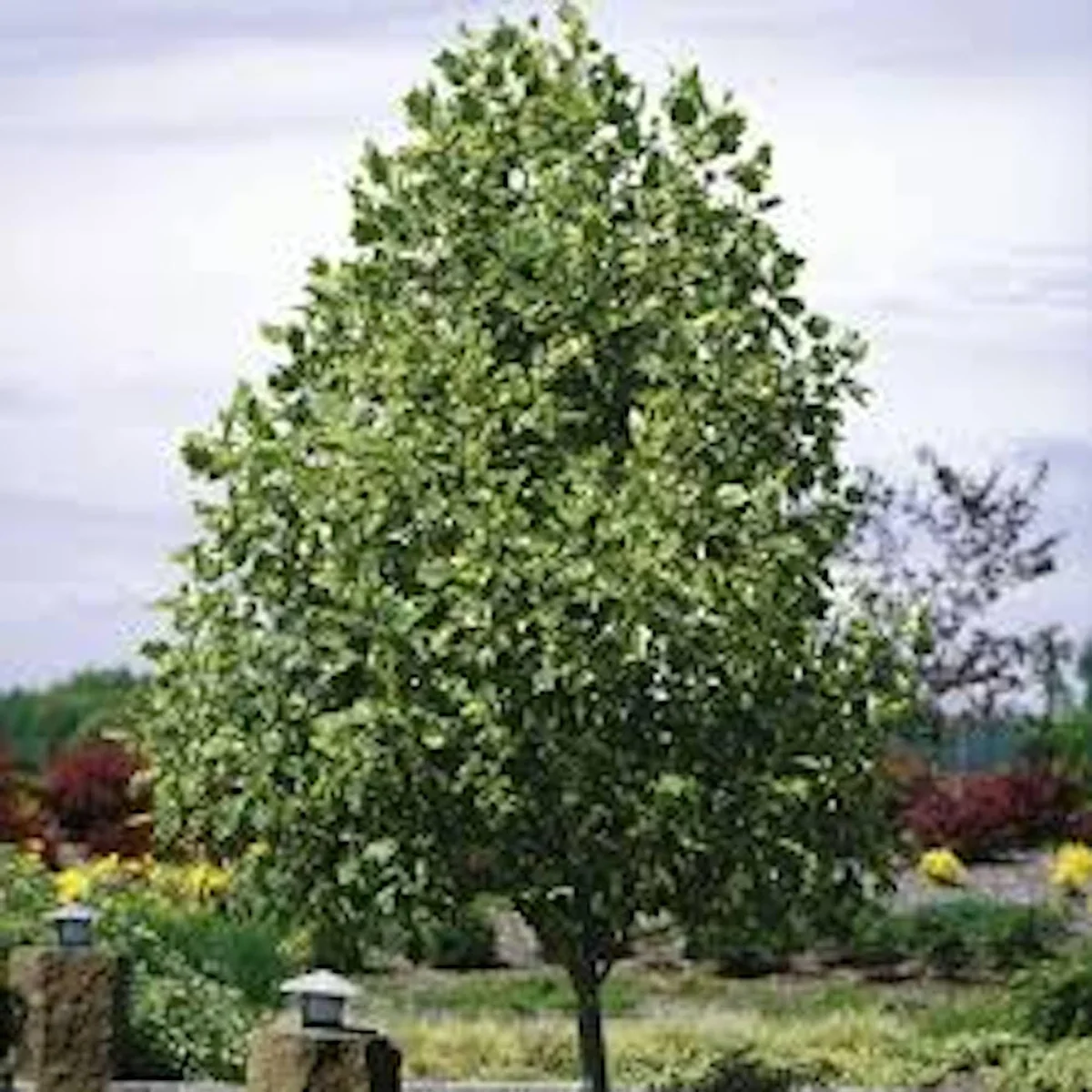 10 Tulip Poplar Tree 12-24 inch Bare Root Live Plants - Fast Growing Shade Tree - Image 1