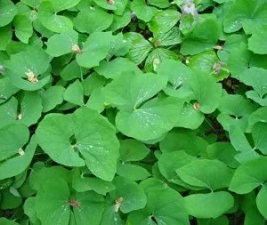 10 Twinleaf Bare Root Plants - Organic Jeffersonia Diphylla for Shade Gardens - Image 6