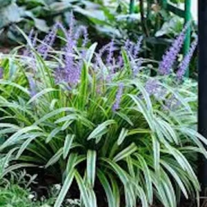 10 Variegated Monkey Grass Bare Roots - Liriope muscari 'Variegata' - Image 1