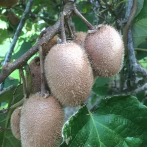 10 Vincent Kiwi Starter Plugs (Female) - Actinidia deliciosa Live Plant - Image 2