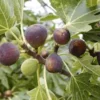 10 Violette de Bordeaux Fig Tree Starter Plugs - Sweet Fruit Bare Root Plant - Image 1