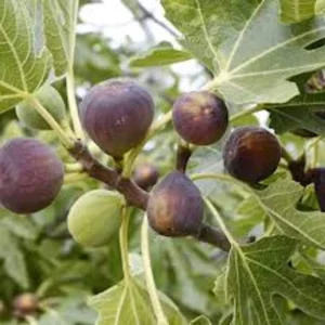 10 Violette de Bordeaux Fig Tree Starter Plugs - Sweet Fruit Bare Root Plant - Image 1