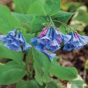 10 Virginia Bluebell Mertensia virginica Wildflower Bare Roots - Image 5