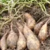 10 White Sweet Potato Slips - Asian Khoai Cuttings for Growing Edible Plants - Image 1