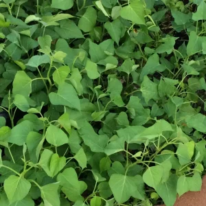 10 White Sweet Potato Slips - Asian Khoai Cuttings for Growing Edible Plants - Image 7