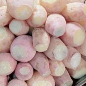 10 White Sweet Potato Slips - Asian Sweet Potato Cuttings for Planting - Image 5