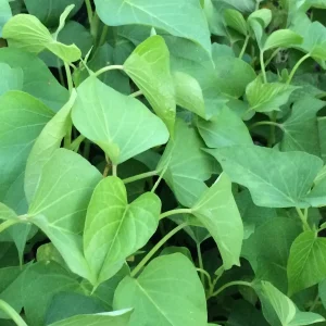 10 White Sweet Potato Slips - Asian Sweet Potato Cuttings for Planting - Image 5