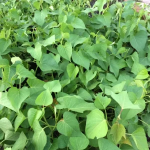 10 White Sweet Potato Slips - Asian Sweet Potato Cuttings for Planting - Image 6