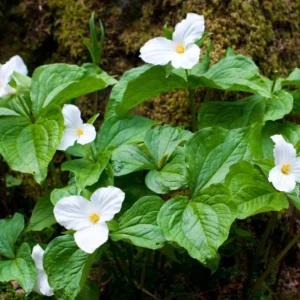 10 White Trillium Bulbs - Trillium Grandiflorum Perennial for Shade - Image 2