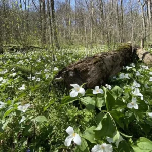 10 White Trillium Bulbs - Trillium Grandiflorum Perennial for Shade - Image 3