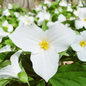 10 White Trillium Bulbs - Trillium Grandiflorum Perennial for Shade - Image 1