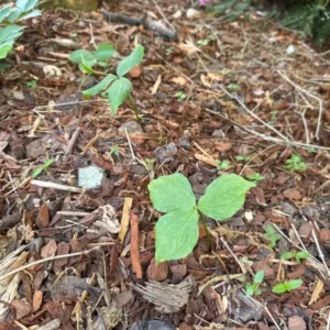 10 White Trillium Bulbs - Trillium Grandiflorum Perennial for Shade - Image 5