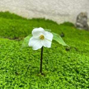 10 White Trillium Bulbs - Trillium Grandiflorum Perennial for Shade - Image 6