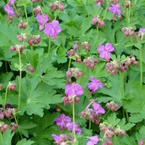 10 Wild Geranium Maculatum Bare Roots - Organic Cranesbill Plants - Image 2