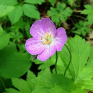 10 Wild Geranium Maculatum Bare Roots - Organic Cranesbill Plants - Image 4
