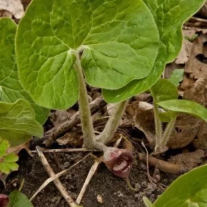 10 Wild Ginger Plants Asarum Canadense Bare Root Native Perennial - Image 6