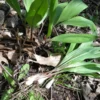 10 Wild Ramps Bulbs - Bare Root Wild Leeks Allium tricoccum, Organically Grown - Image 1