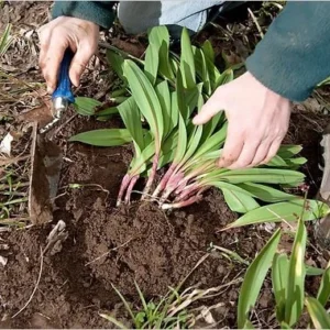 10 Wild Ramps Bulbs - Bare Root Wild Leeks Allium tricoccum, Organically Grown - Image 7
