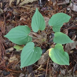10 Wild Yam Plants Dioscorea Villosa Bare Root Perennial Vine Native Wildflower - Image 3