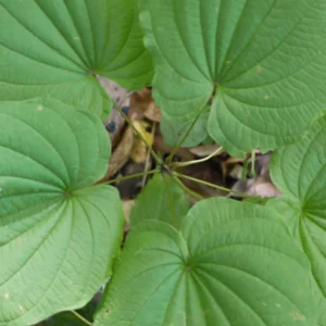 10 Wild Yam Plants Dioscorea Villosa Bare Root Perennial Vine Native Wildflower - Image 7