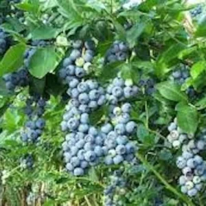 10 Windsor Blueberry Starter Plug - Southern Highbush Vaccinium corymbosum Live Plant - Image 3