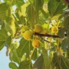10 Yellow Long Neck Fig Tree Starter Plugs - Ficus carica - Sweet Golden Fruit - Image 1
