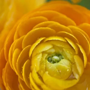 10 Yellow Ranunculus Bulbs - Jumbo Size - Vibrant Shade Flowers - Image 1