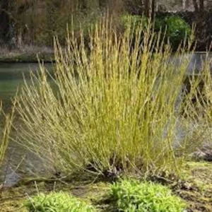 10 Yellow Twig Dogwood Live Shrub - Cornus sericea 'Flaviramea' - 12-24in Tall - Image 4