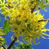 10 Ylang Ylang Tree Seeds - Cananga Odorata - Fragrant Flowers - Image 1