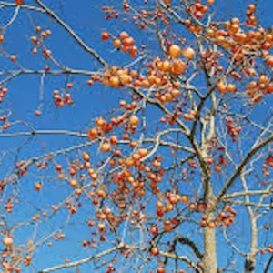 100 American Persimmon Tree Seeds - Diospyros Virginiana Organic Heirloom - Image 6