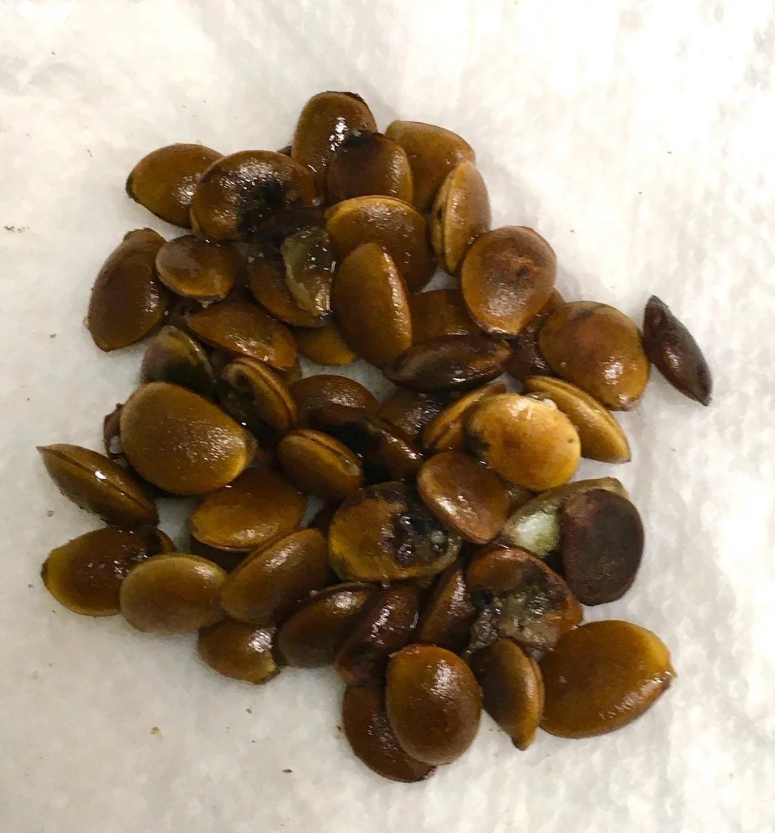 100 American Persimmon Tree Seeds - Diospyros Virginiana Organic Heirloom - Image 7