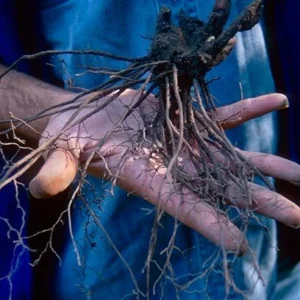 100 Black Cohosh Bare Root Plants - Actaea Racemosa Wildflower - Image 4