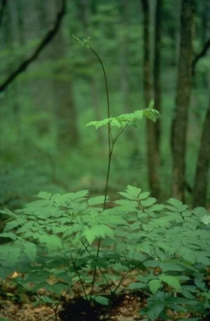 100 Black Cohosh Bare Root Plants - Actaea Racemosa Wildflower - Image 8