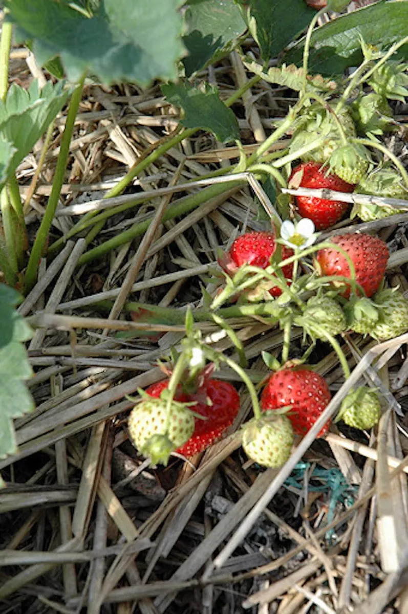 100 Blakemore Strawberry Bare Roots - Fragaria x ananassa - Outdoor Fruit Plants - Image 2