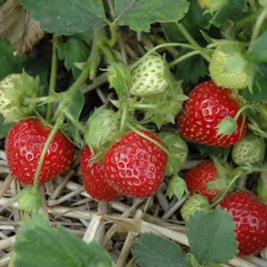 100 Cardinal Strawberry Bare Roots - Fragaria × ananassa - June-Bearing Fruit Plant - Image 5