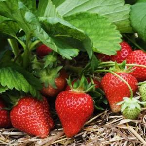 100 Cardinal Strawberry Bare Roots - Fragaria × ananassa - June-Bearing Fruit Plant - Image 8