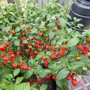 100 Carolina Reaper Chili Pepper Seeds - World Record Hot Peppers Vegetable Seeds - Image 2