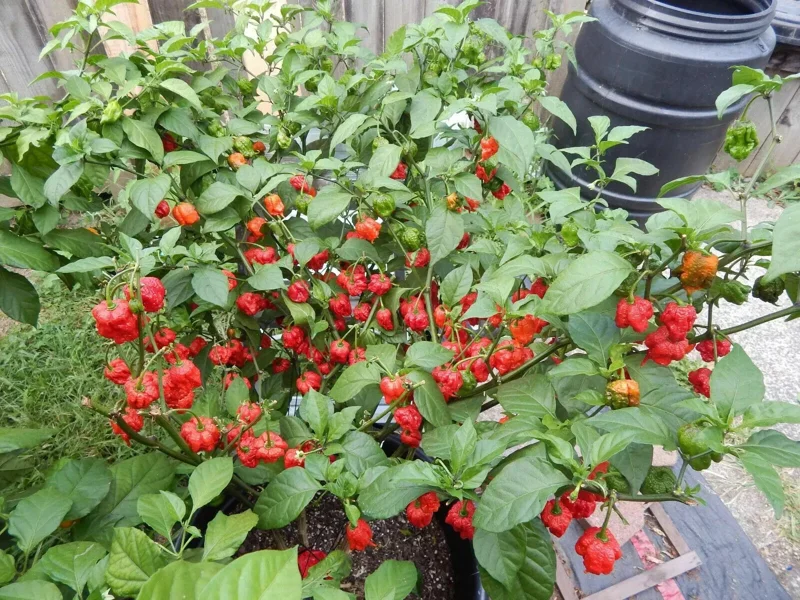 100 Carolina Reaper Chili Pepper Seeds - World Record Hot Peppers Vegetable Seeds - Image 2