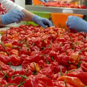 100 Carolina Reaper Chili Pepper Seeds - World Record Hot Peppers Vegetable Seeds - Image 3