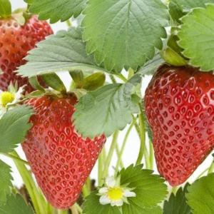100 Chandler Strawberry Bare Roots - Fragaria × ananassa - June-Bearing - Image 1