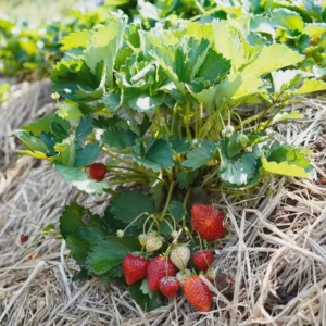 100 Chandler Strawberry Bare Roots - Fragaria × ananassa - June-Bearing - Image 4