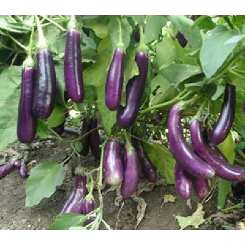 100+ Chinese Long Purple Eggplant Seeds - Aubergine Vegetable Seed - Image 3