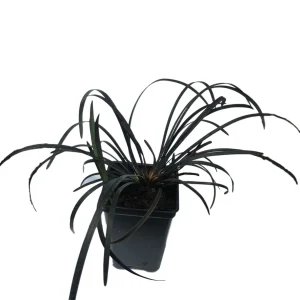100 Containers of 2.5 Inch Pot of Black Mondo Decorative Grass, nice plant - Image 2