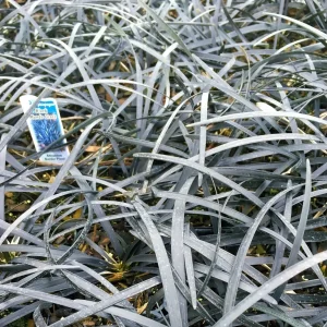 100 Containers of 2.5 Inch Pot of Black Mondo Decorative Grass, nice plant - Image 3