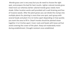 100 Containers of 2.5 Inch Pot of Black Mondo Decorative Grass, nice plant - Image 4