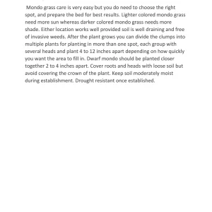 100 Containers of 2.5 Inch Pot of Black Mondo Decorative Grass, nice plant - Image 4