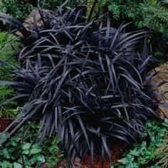 100 Containers of 2.5 Inch Pot of Black Mondo Decorative Grass, nice plant - Image 1