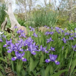 100 Dwarf Crested Iris Plants – Iris Cristata Bare Root Wildflower Perennial - Image 5