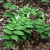 100 False Solomon's Seal Plants Bare Root Maianthemum Racemosum Native Wildflower - Image 2