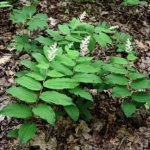 100 False Solomon's Seal Plants Bare Root Maianthemum Racemosum Native Wildflower - Image 2